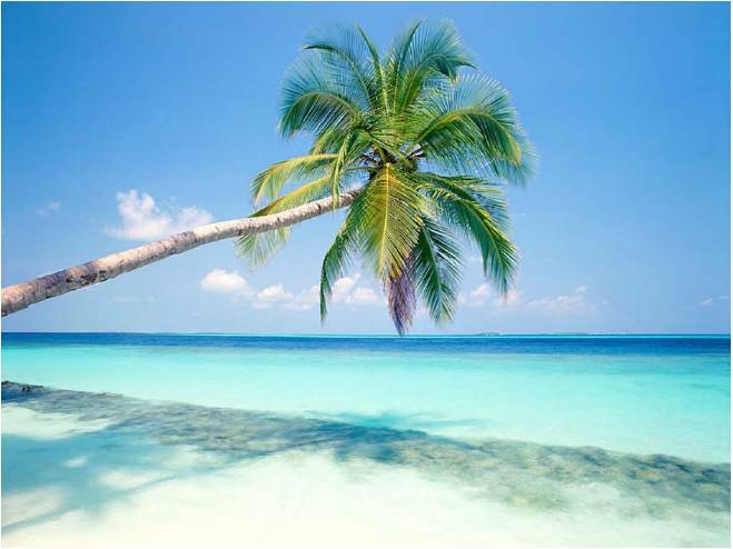 Пальмы и пляжи Гоа
